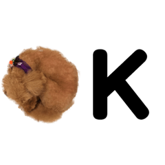 Toy Poodle COCO-Chan