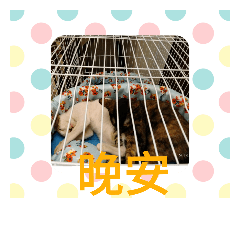 粉圓豆花到我家