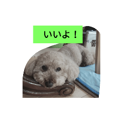 miyuki_20181105195002