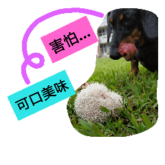 刺刺刺刺刺蝟～