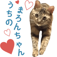 My Cat is Marron