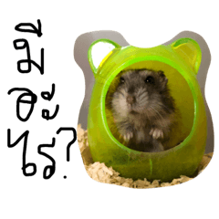 my hamster is so cute