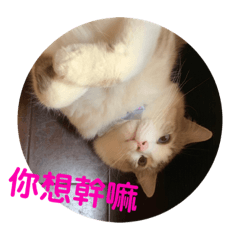 寶弟與阿醜