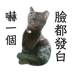 Naomi Lei_20181101234737-BLACK CAT-Mina