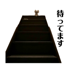 dog   moco-chan