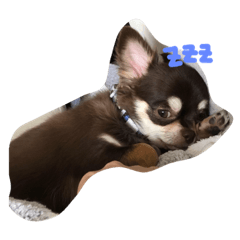 Sachi_20181106231821