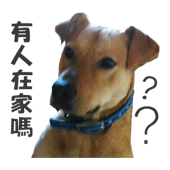 家有笨狗兒