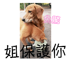 Dog sister_20181106003808