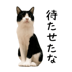 YAKUMO CAT