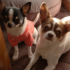 Chihuahua MOCO and NICO