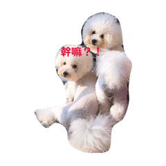 比熊犬-毛巾&毛線