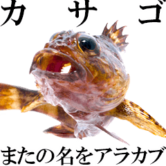 お魚図鑑『カサゴ』リアクション系言葉多め