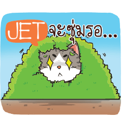 JET cheeky cat e