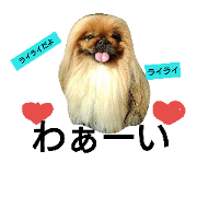 chokumi_20181107233930