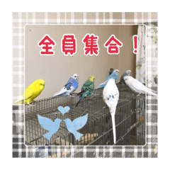 my_parrot