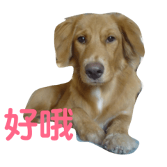 可愛喵喵櫻桃與yo yo姐姐