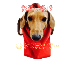 RICK our dachshund2