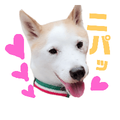akari_20181108162850
