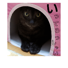 kinaco_20181108194827