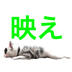 biwa_FrenchBULL3