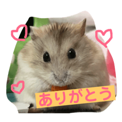 My name is Kinako!