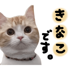 KINAKO_20181108210202