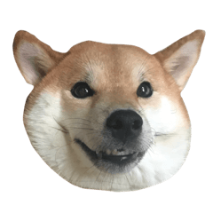 mooncakes daily life-cute shiba