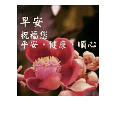 小柏