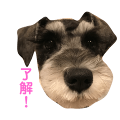 schnauzer is a dog
