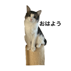 akiko_20181109223529