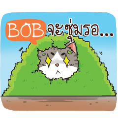 BOB cheeky cat e