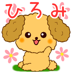 Only for Toy Poodle everyday Hiromi