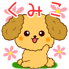 Only for Toy Poodle everyday Kumiko