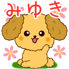 Only for Toy Poodle everyday Miyuki