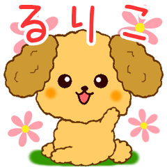 Only for Toy Poodle everyday Ruriko