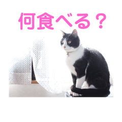 WINDOM farm_Japanese cats HONOBONO1
