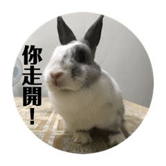 兔子錢錢的日常