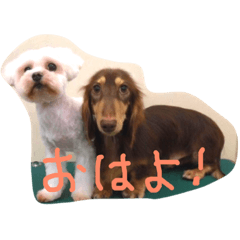 maltese & miniature dachshund