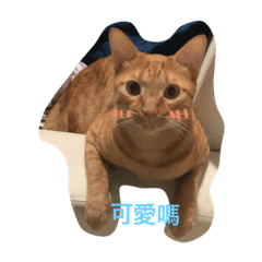 小貓咪嚕日常