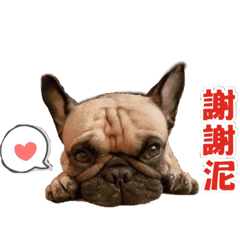 哈嚕日常