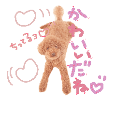 Toy poodle  coco