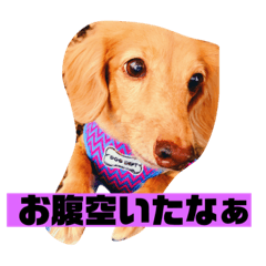 Kobayashi's dog!