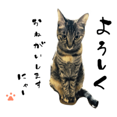 akiko_20181110230819