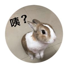 Rebella's Bunny