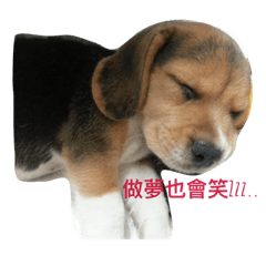 Beagle呆呆