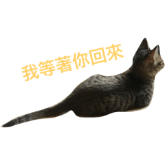 胖達日常