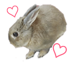 cute rabbit ramu 2