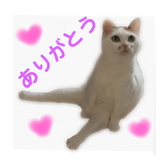 Lovely Healing cat.meme's cat