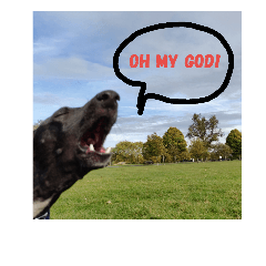 Prince Perry : the Italian greyhound