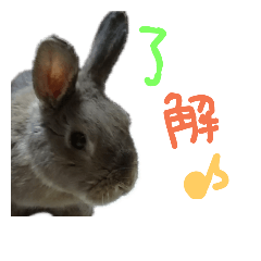 cute rabbit ramu